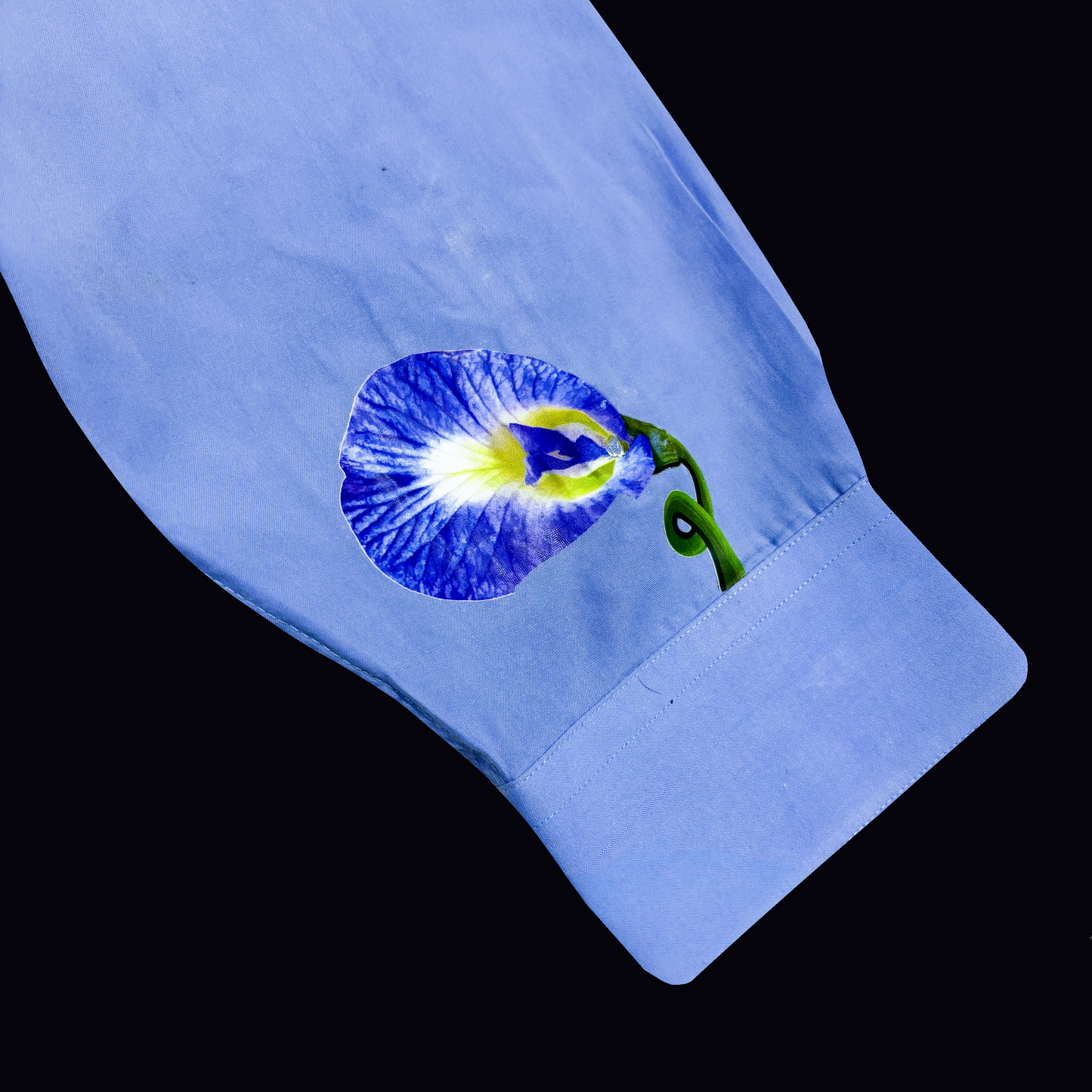 Butterfly Pea | Paco Rabanne